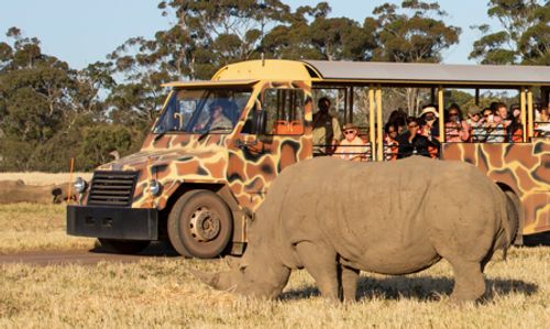 乘客們坐在遊園車上經過一隻犀牛