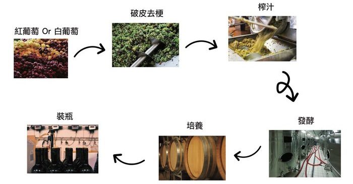 白葡萄酒釀造步驟