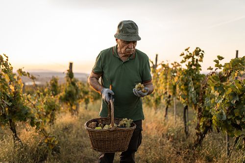 一位老男人站在葡萄園中，手裡提著一籃葡萄